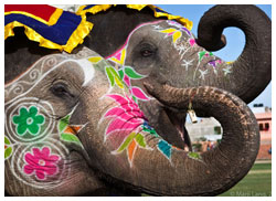 Elephant Festival